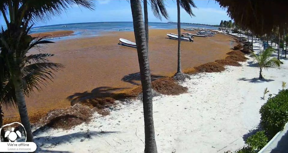 Akumal shoreline heavily covered with brown sargassum