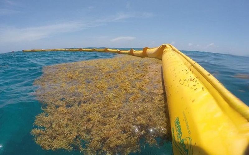 A floating offshore barrier holding a line of golden sargassum away from the shore
