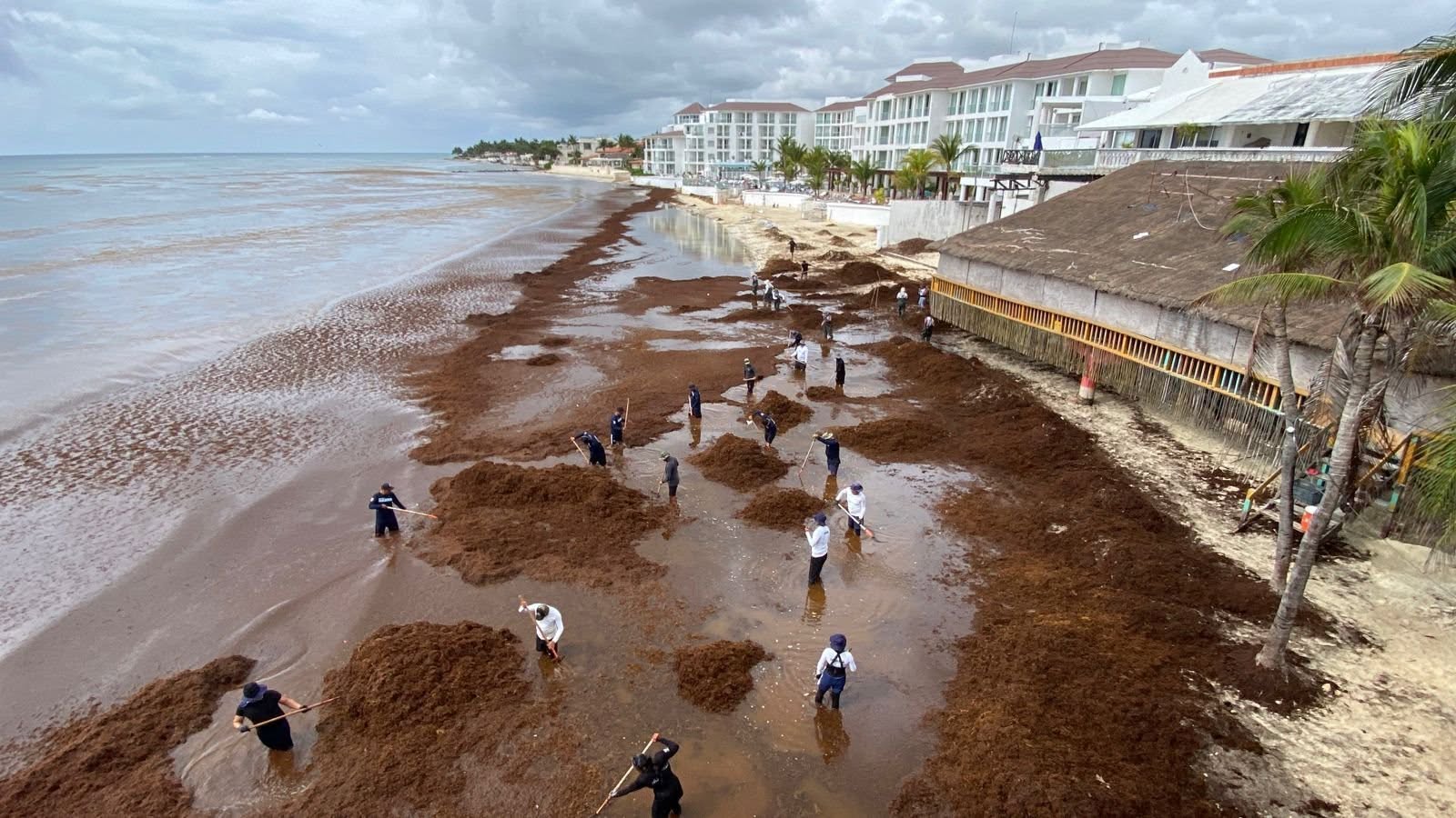 Clean-up crews raking heavy sargassum from the shore in front of beachfront hotels