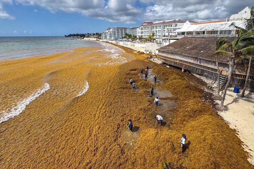 Cleanup crews clearing thick golden sargassum from a Riviera Maya beach in front of beachfront hotels