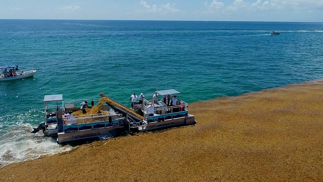 A specialised sargassum-collection vessel gathering seaweed at sea before it reaches the beach