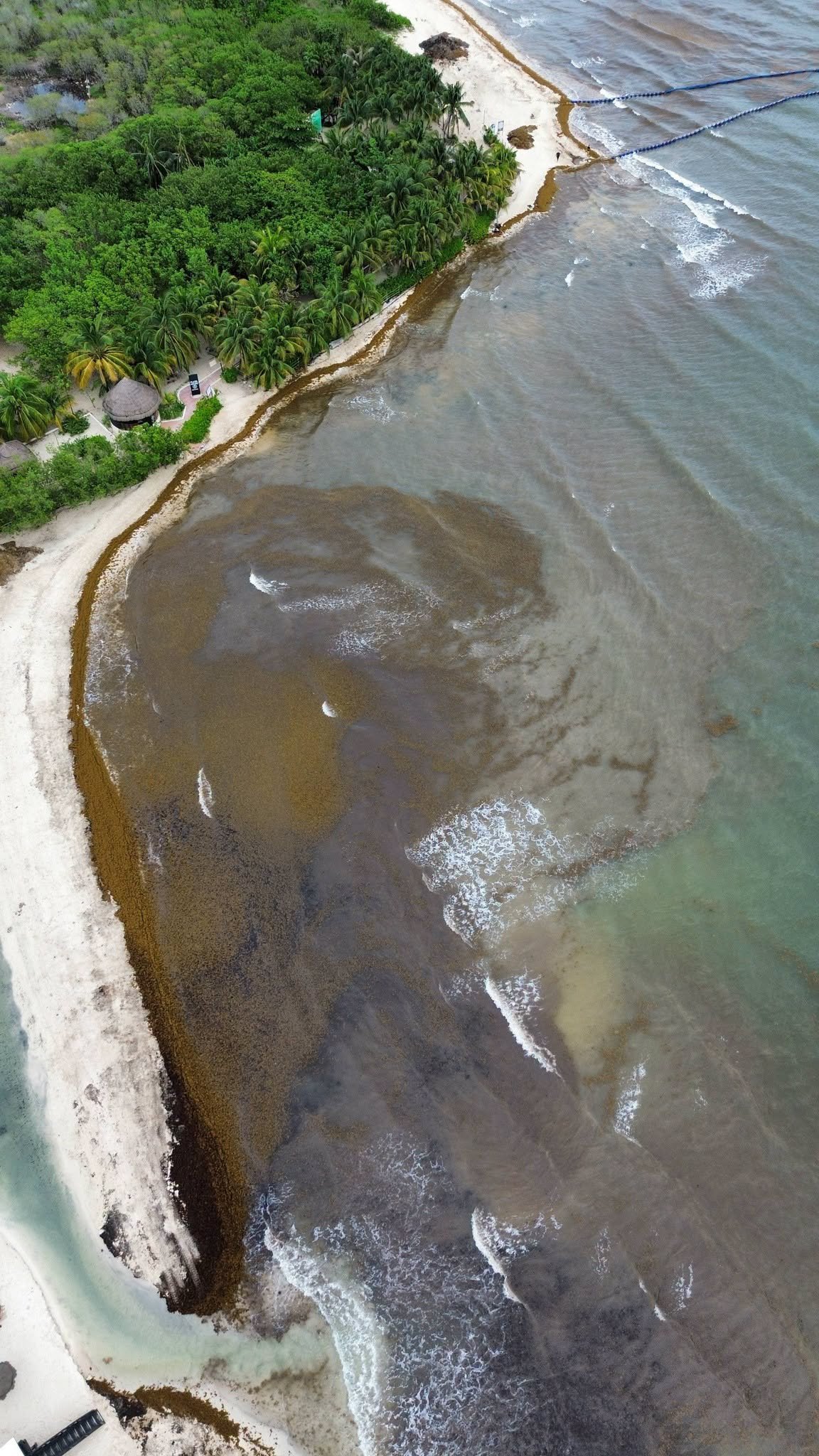 Aerial view of Punta Esmeralda on October 2, 2026, with a thick layer of sargassum covering the shoreline and brown water across the bay