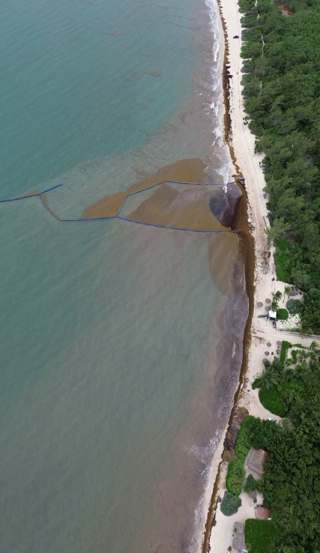 Aerial view of Playa 88 in Playa del Carmen on October 2, 2026, showing sargassum held against the containment barriers and a band of sargassum along the shoreline